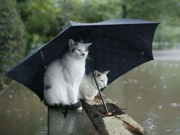 Name:  Umbrella_Cats_570T4pF8OreGuolSMsUAw.jpg
Views: 3076
Size:  23.7 KB