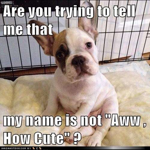 Name:  funny-dog-pictures-are-you-trying-to-tell-me-that-my-name-is-not-aww-how-cute.jpg
Views: 3071
Size:  44.8 KB