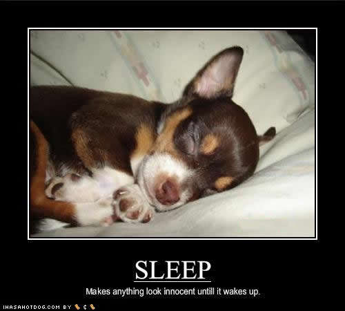 Name:  cute-puppy-pictures-sleep-innocent.jpg
Views: 2032
Size:  19.6 KB