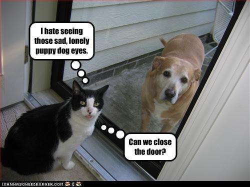 Name:  funny-pictures-cat-sees-dog-outside.jpg
Views: 849
Size:  26.0 KB