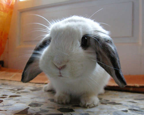 Name:  cute-bunny.jpg
Views: 174
Size:  19.9 KB