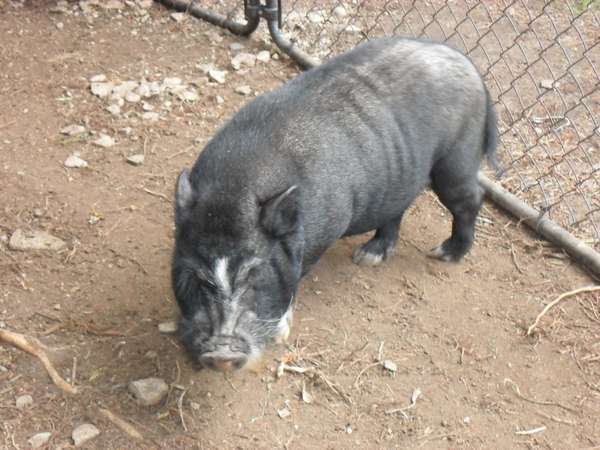 Name:  SAM_0533.jpg
Views: 153
Size:  41.7 KB
