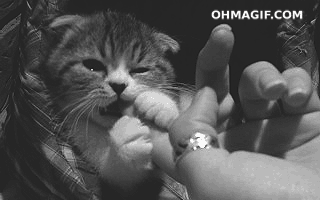 Name:  cute-kitten-eating-finger.gif
Views: 151
Size:  331.0 KB