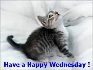 Name:  HaveaHappyWednesdayCat.jpg
Views: 4291
Size:  8.3 KB