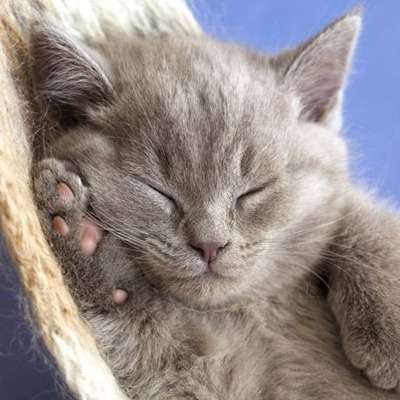 Name:  weekend-ipad-wallpapers-one-for-cat-lovers_ns-pi_0.jpg
Views: 174
Size:  21.6 KB