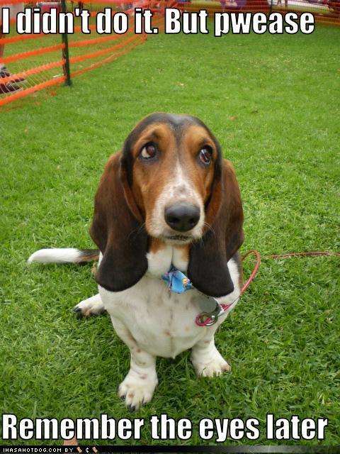 Name:  lol-dogs-dogs-13228416-480-640.jpg
Views: 1281
Size:  65.6 KB