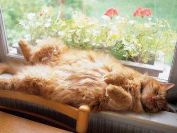 Name:  how-long-do-cats-sleep.jpg
Views: 1277
Size:  25.8 KB