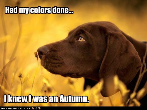 Name:  funny-dog-pictures-had-my-colors-done.jpg
Views: 559
Size:  28.6 KB