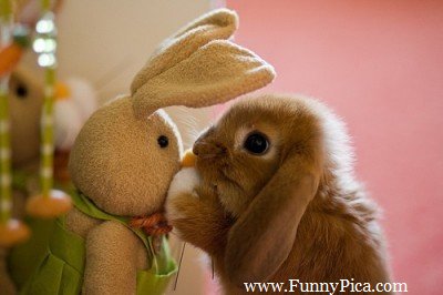 Name:  Funny-Cute-Rabbits-Funny-Cute-Rabbit-Picture-054-FunnyPica.com_.jpg
Views: 488
Size:  21.2 KB