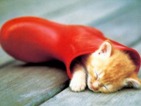 Name:  cute-orange-kitten-sleeping-in-rain-boot.jpg
Views: 1276
Size:  134.1 KB