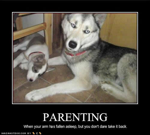 Name:  DOG+funny+pictures+%u00252528889%2529.jpg
Views: 287
Size:  23.7 KB