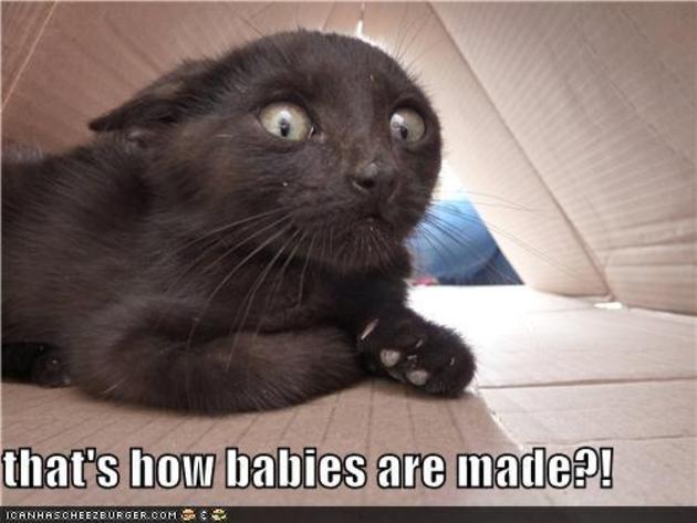 Name:  funny_cats_lol_cats_babies_are_made.jpg
Views: 142
Size:  36.4 KB