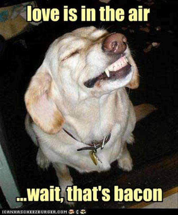 Name:  love-is-in-the-air-bacon.jpg
Views: 131
Size:  45.5 KB
