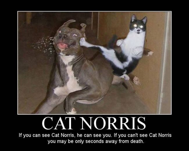 Name:  cat norris.jpg
Views: 145
Size:  41.9 KB