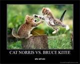 Name:  cat norris vs. bruce kitty.jpg
Views: 132
Size:  5.1 KB
