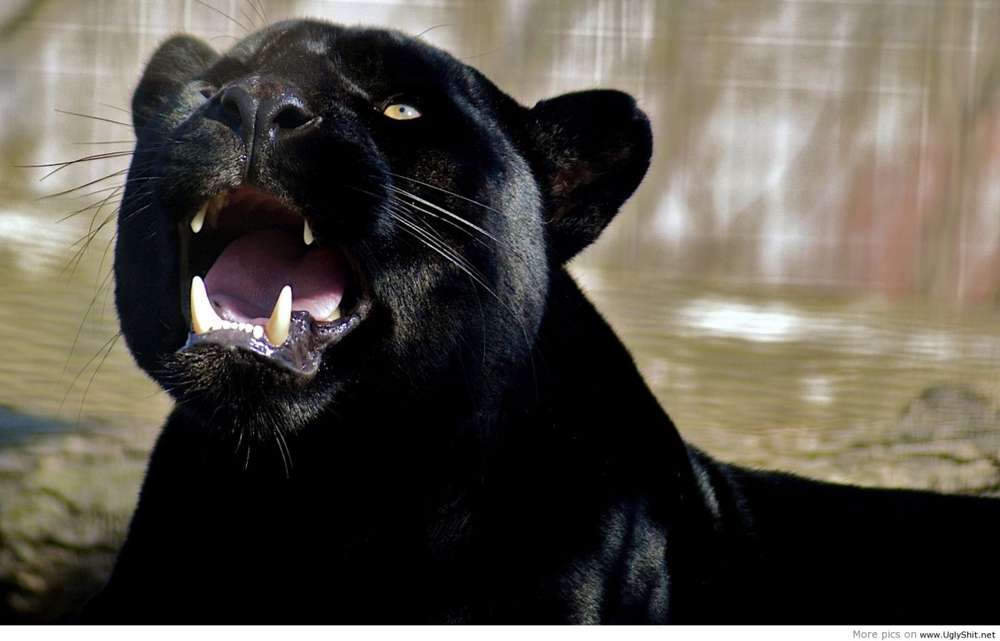 Name:  Black-panther-2.jpg
Views: 6871
Size:  44.4 KB