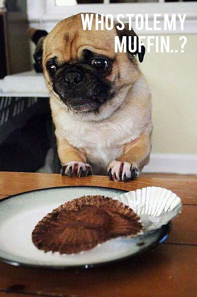 Name:  funny-puppy-pug-eating-muffin.jpg
Views: 2135
Size:  34.4 KB