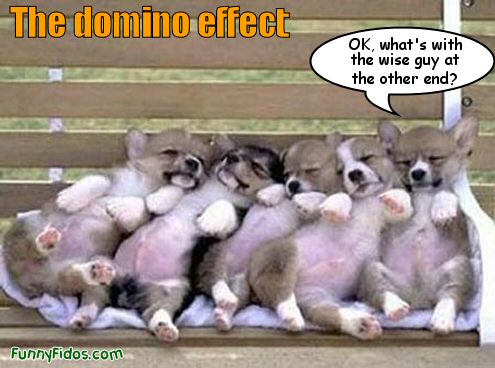 Name:  funny-dog-picture-domino-effect.jpg
Views: 501
Size:  40.1 KB