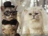 Name:  wedding cats.jpg
Views: 115
Size:  4.5 KB