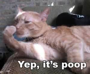 Name:  yup, its poop.jpg
Views: 113
Size:  10.5 KB