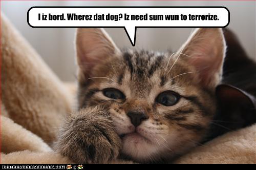 Name:  funny-pictures-cat-is-bored.jpg
Views: 126
Size:  26.9 KB
