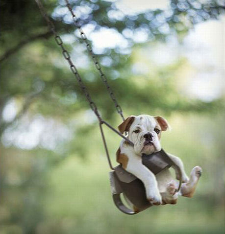 Name:  funny dog in swing.jpg
Views: 111
Size:  35.9 KB