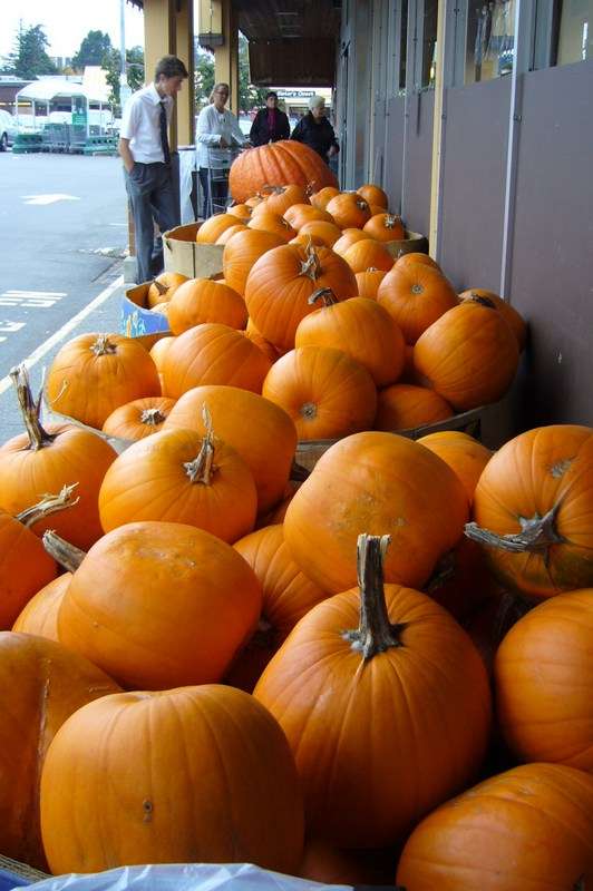 Name:  pumpkins family.jpg
Views: 117
Size:  75.4 KB