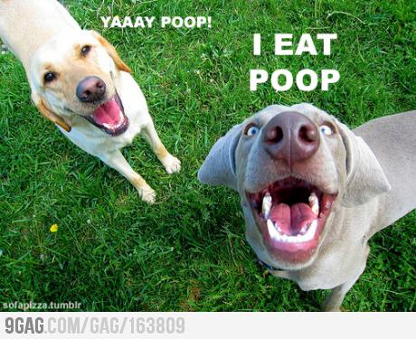 Name:  dog eats poop.jpg
Views: 96
Size:  48.4 KB