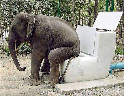 Name:  elephant-size-poop.jpg
Views: 112
Size:  55.0 KB