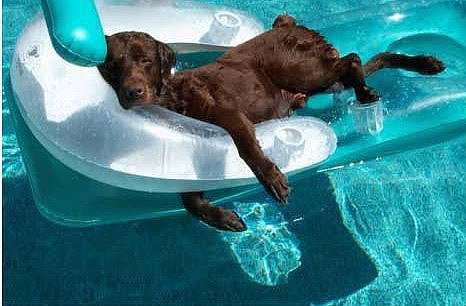 Name:  The good life canine style.jpg
Views: 151
Size:  26.4 KB