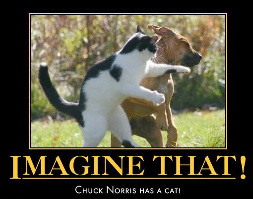 Name:  chuck norris has a cat.jpg
Views: 2487
Size:  35.5 KB