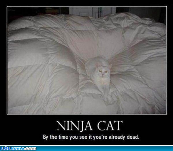 Name:  ninja cat funny.jpg
Views: 517
Size:  39.5 KB