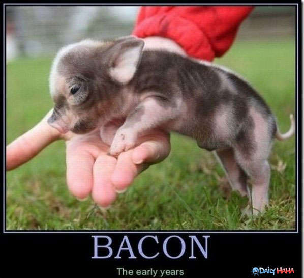 Name:  bacon1.jpg
Views: 804
Size:  38.0 KB