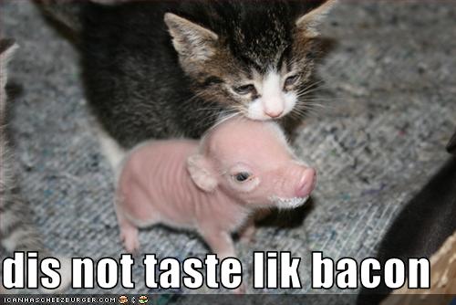 Name:  funny-pictures-kitten-tastes-uncooked-bacon1.jpg
Views: 1171
Size:  30.1 KB