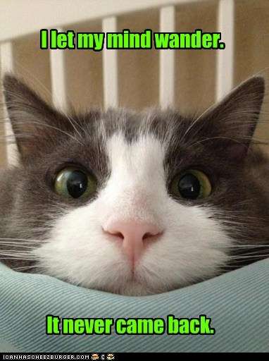 Name:  funny-cat-pictures-i-let-my-mind-wander.jpg
Views: 36411
Size:  27.0 KB