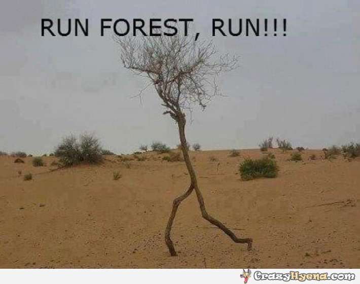 Name:  running-tree-in-the-forest-pic.jpg
Views: 149
Size:  30.8 KB