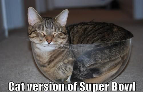 Name:  funny-cat-super-bowl.jpg
Views: 172
Size:  46.9 KB
