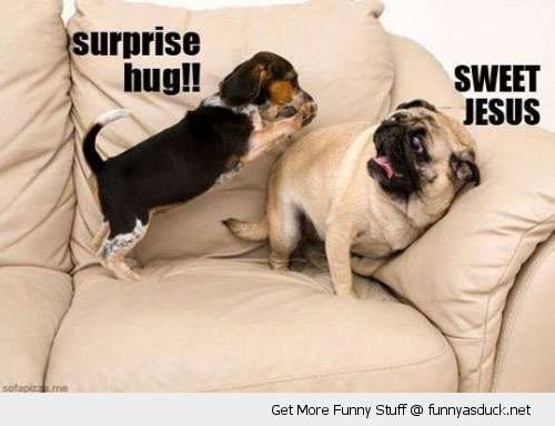 Name:  funny-surprise-hug-dog-puc-sofa-pics.jpg
Views: 504
Size:  21.4 KB