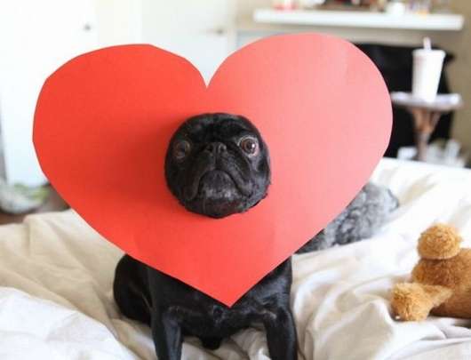 Name:  heart dog.jpg
Views: 1227
Size:  16.8 KB