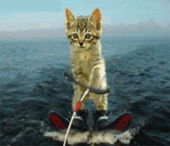 Name:  animals1.jpg
Views: 169
Size:  35.9 KB