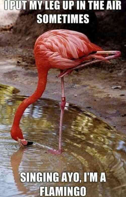 Name:  wpid-flamingo-i-put-my-leg-up-in-the-air-sometimes.jpg
Views: 423
Size:  39.9 KB