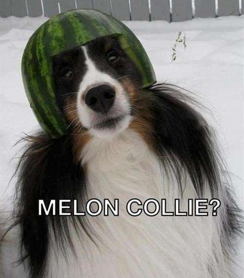 Name:  melon-collie-dog.jpg
Views: 122
Size:  50.1 KB