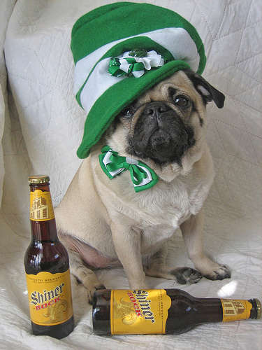 Name:  st pat day pug.jpg
Views: 254
Size:  32.0 KB