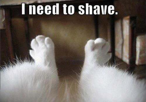 Name:  i-need-to-shave.jpg
Views: 172
Size:  38.3 KB
