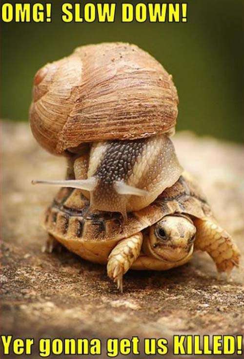Name:  snail-on-a-turtles-back.jpg
Views: 130
Size:  69.7 KB
