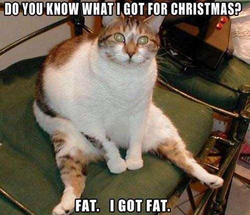 Name:  fat-cat-at-christmas.jpg
Views: 201
Size:  55.8 KB