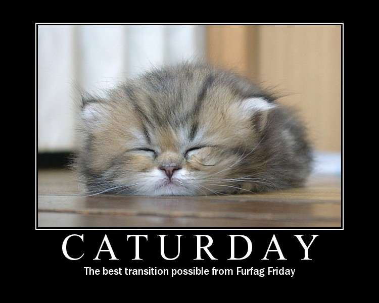 Name:  caturday-transition.jpg
Views: 9558
Size:  34.5 KB