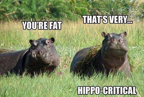 Name:  hippo-critical.jpg
Views: 175
Size:  59.8 KB