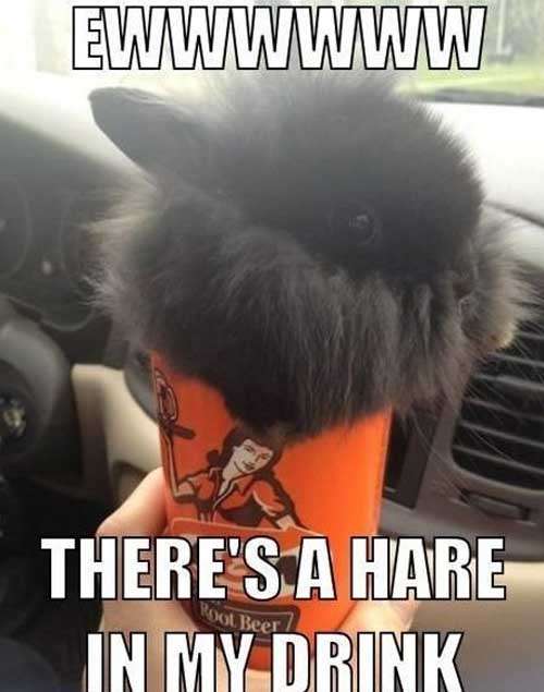 Name:  hare-in-my-drink.jpg
Views: 384
Size:  51.8 KB