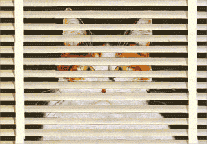 Name:  catblinds.gif
Views: 88
Size:  70.2 KB